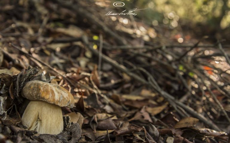 Raccolta di funghi, pericolo per aziende e ambiente. Coldiretti Nuoro Ogliastra: serve una legge