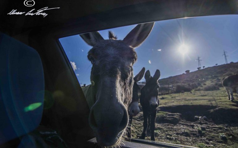 Le foto dei lettori. Incontri curiosi a Villagrande