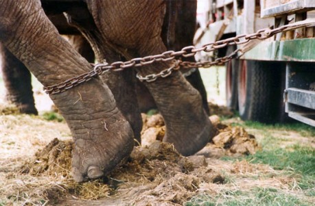 Il consiglio comunale di Nuoro bandisce il circo con gli animali