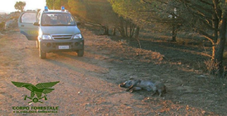 Silius, operazione antibracconaggio denunciate dalla Forestale quattro persone