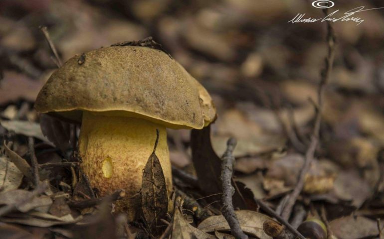 Tortolì, nel weekend la Mostra micologica e botanica: gli esperti all’ex Blocchiera Falchi