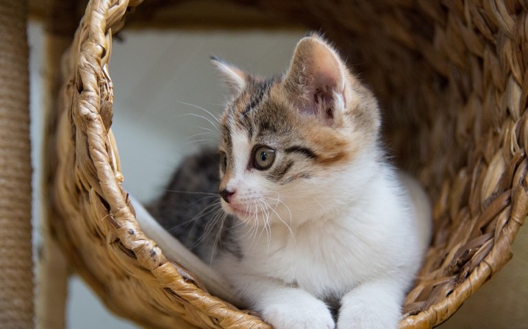 La storia di Larry, il gatto uscito per fare una passeggiata e tornato a casa dopo cinque anni