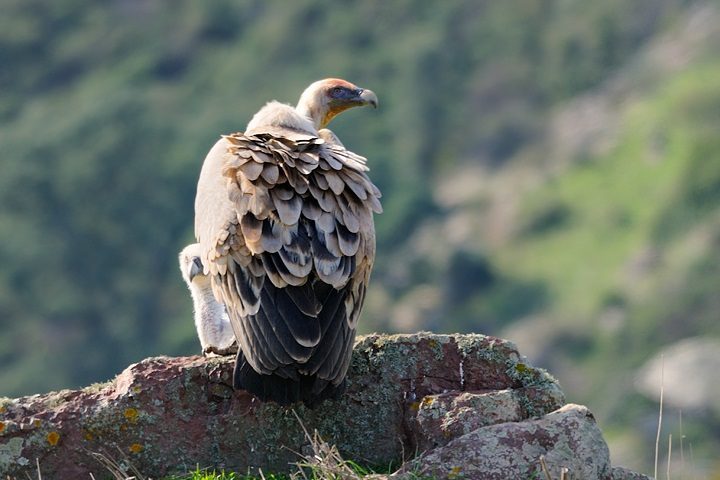 L’avvoltoio grifone è uno degli animali più rari in Sardegna: ne restano pochi esemplari