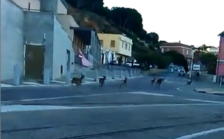 La folle corsa dei mufloni nel porto di Arbatax (GUARDA IL VIDEO)
