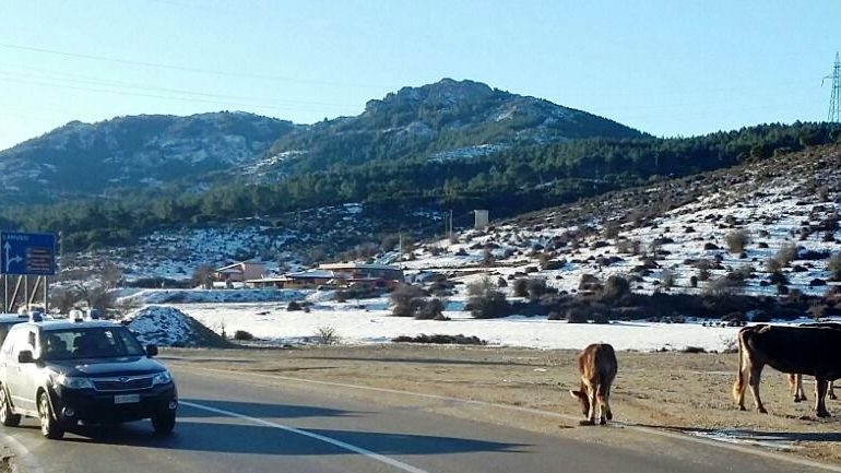 Bestiame sulla Nuoro-Lanusei. Fioccano le sanzioni per gli allevatori: “Un pericolo per gli automobilisti”