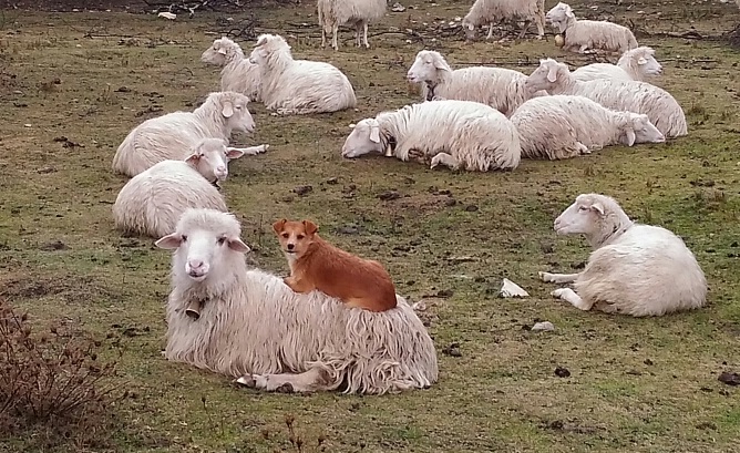 Le foto dei lettori. Il migliore amico della pecora? Il cane