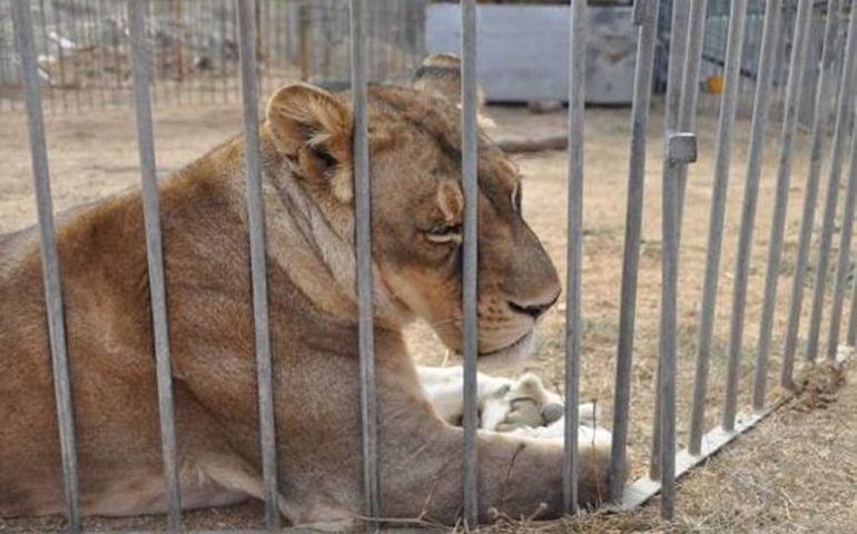 Il Circo Orfei ancora a Sestu, gli animalisti protestano: “Chiediamo al sindaco Secci di proibirlo”