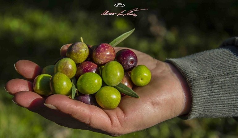 Antiche tradizioni contadine: il “sacro rituale” della raccolta delle olive