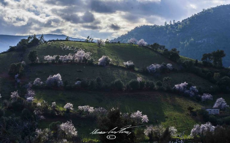 Le foto dei lettori. Tripudio di colori nelle campagne d’Ogliastra