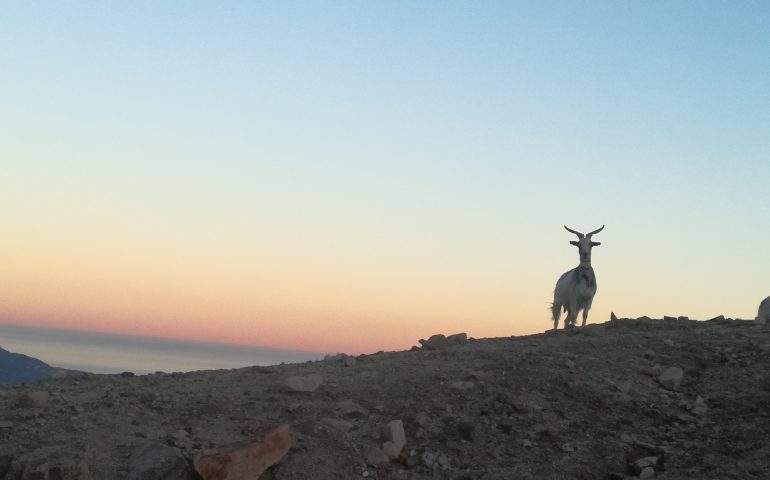 Le foto dei lettori. Capretta ( ogliastrina) curiosa