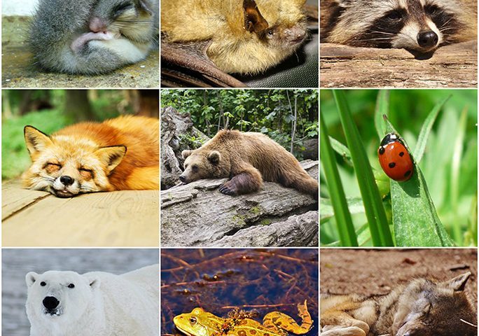 Senza confini. Volete un primo dell’anno originale? Tutti i “consigli” degli animali che vanno in letargo