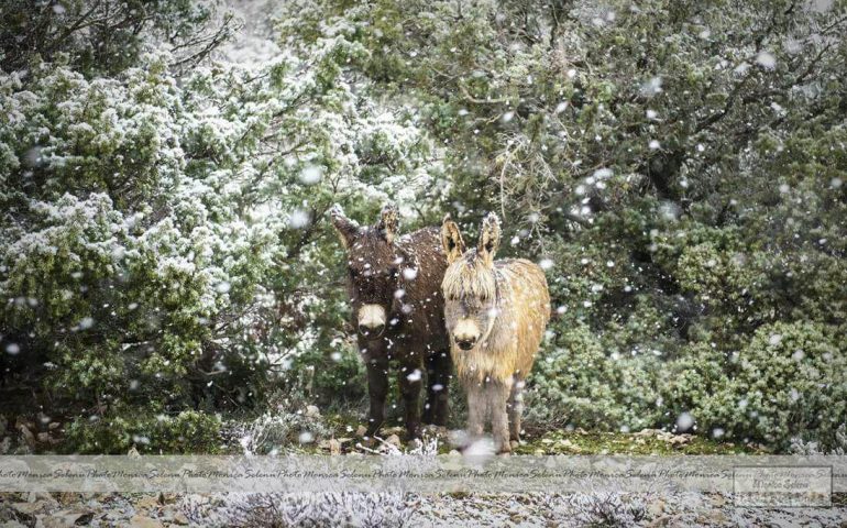 Le foto dei lettori. Incontri innevati nella piana di Urzulei