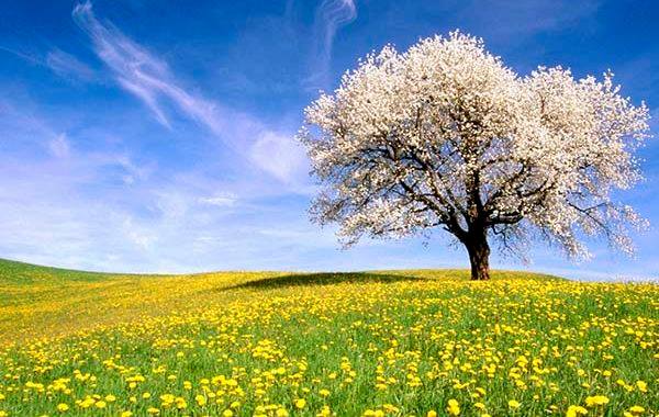 Il primo giorno di primavera è oggi, 20 marzo e non domani: sapete il perchè?