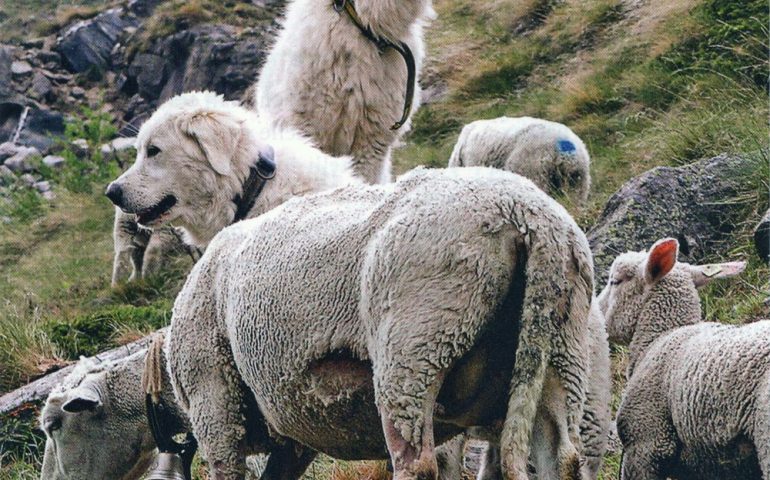 Tagliò le orecchie al cane, tenendolo legato senza acqua nè cibo: pastore sardo denunciato a Viterbo