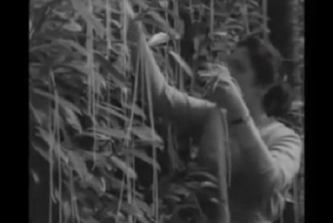 1° aprile 1957: la Bbc manda in onda per scherzo il documentario sugli alberi degli spaghetti