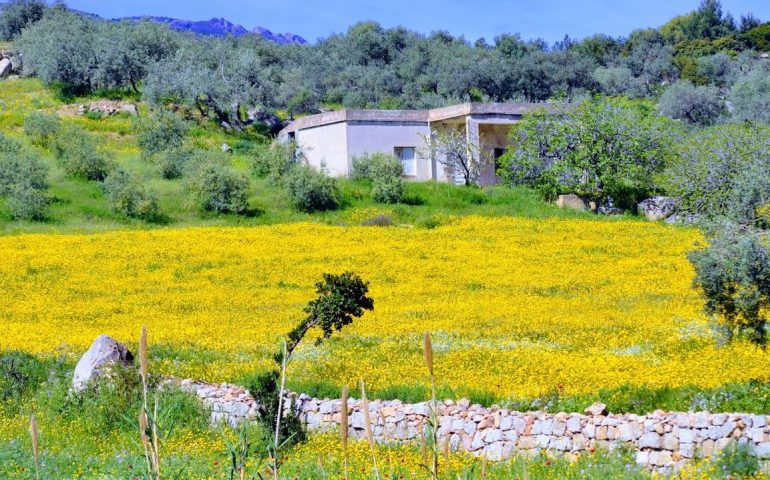 Le foto dei lettori. Esplosione di colori in Ogliastra