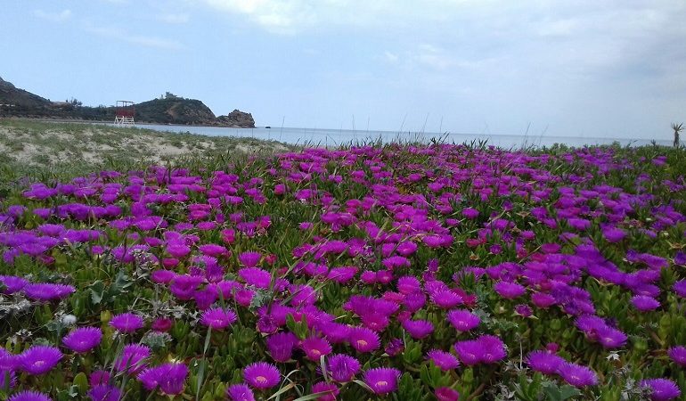 Le foto dei lettori. Un tappeto di fiori nella spiaggia di Foxi Manna a Tertenia