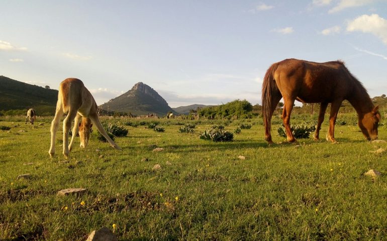 Le foto dei lettori. Cavalli in libertà sul Monte Oseli, Urzulei