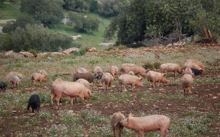 Peste suina: abbattuti 65 maiali bradi illegali tra Baunei e Urzulei