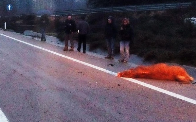 Villagrande, un bue provoca un incidente sulla SS 389. Proprietario multato per omessa custodia