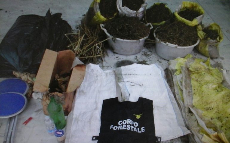 Nurri, sequestrati dal Corpo Forestale 25 chili di cannabis nelle campagne del paese