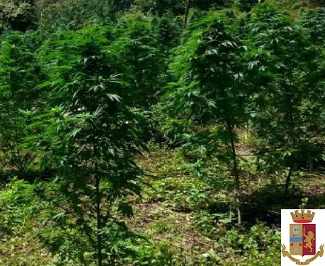 Nuoro, la Polizia scopre una piantagione di marijuana alle porte della città