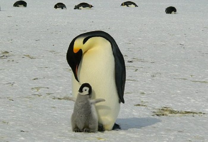 Di mamma ce n’è una sola. O forse no. Ecco le specie animali dove anche i papà fanno da mamma