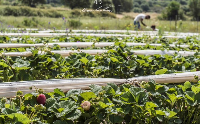 Le foto dei lettori. Tempo di fragole in Ogliastra