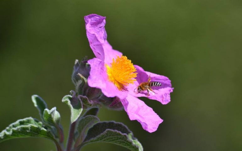 Le foto dei lettori. Meraviglie della natura in Ogliastra