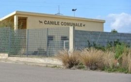 Canile comunale di Tortolì, bando gestione