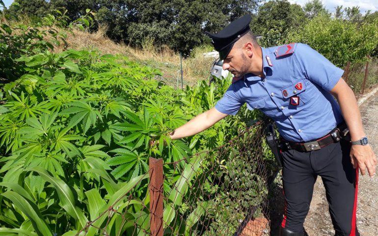 Perdas, denunciata una casalinga: coltivava nell’orto 450 piante di marijuana. “Non sapevo fosse illegale”