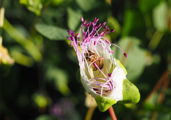 Il cappero. Fiori e frutti dell’arbusto mediterraneo rigoglioso anche in Sardegna