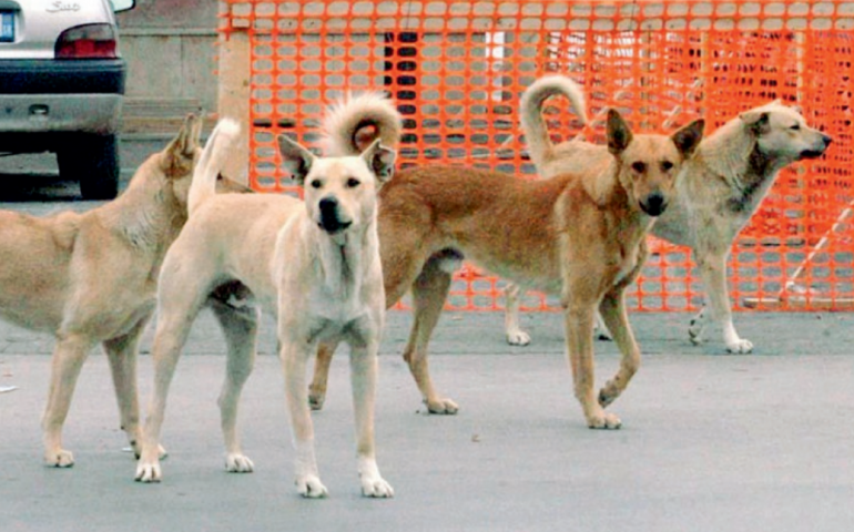 Il Comune di Bari Sardo contro il randagismo. Contributo per la sterilizzazione di cani di proprietà, scadenza domande il 19 ottobre
