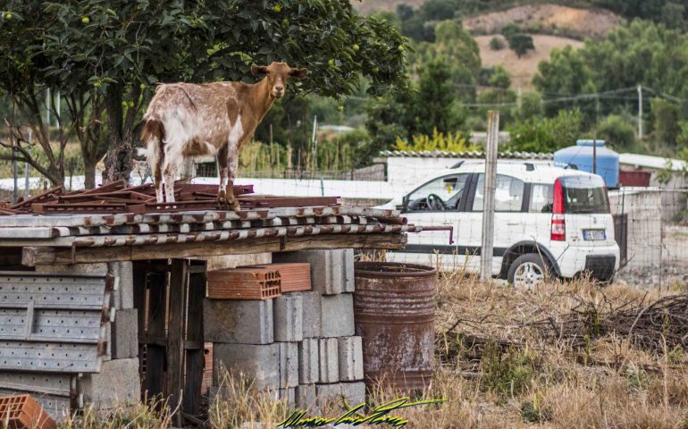 Le foto dei lettori. Sopra la panca la capra campa