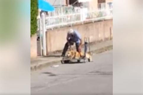 Il suo cane è vecchio e malato e non può camminare: ma l’anziano padrone non si arrende, il video spopola sul web