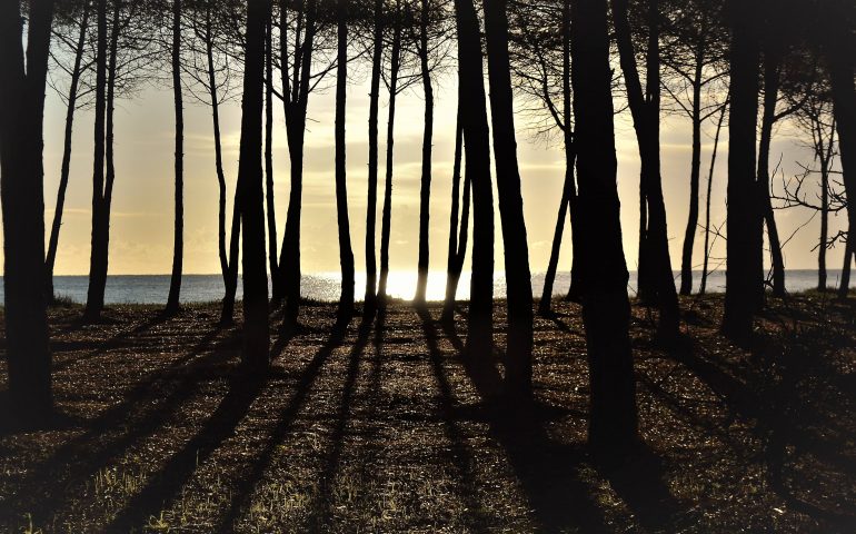 Le foto dei lettori. Buongiorno dalla pineta di Bari Sardo