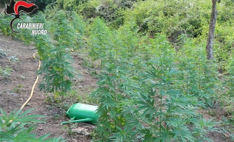 Orune, due giovani nei guai per coltivazione di cannabis