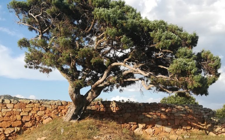 Le foto dei lettori. Albero secolare in un sito archeologico, una bellezza tutta ogliastrina