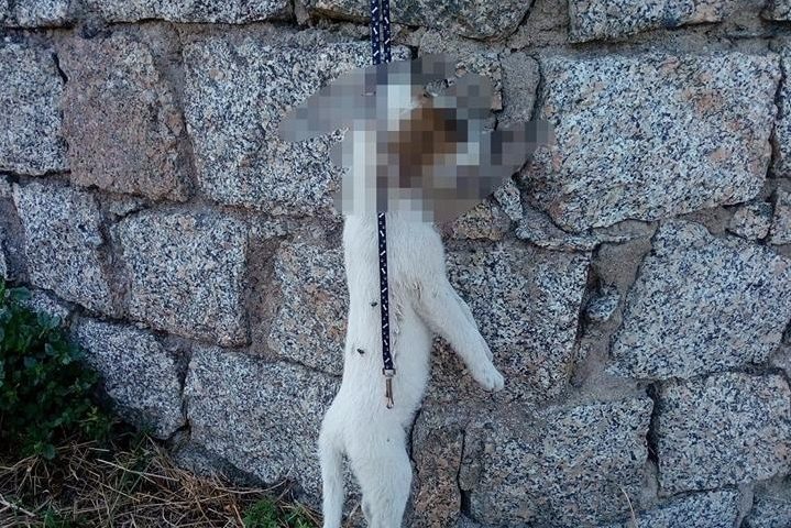 Orrore a Nuoro: cagnolino randagio barbaramente impiccato da ignoti