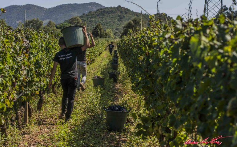 (FOTO) Le piogge hanno compromesso il raccolto dell’uva.  I viticoltori ogliastrini incassano il duro colpo