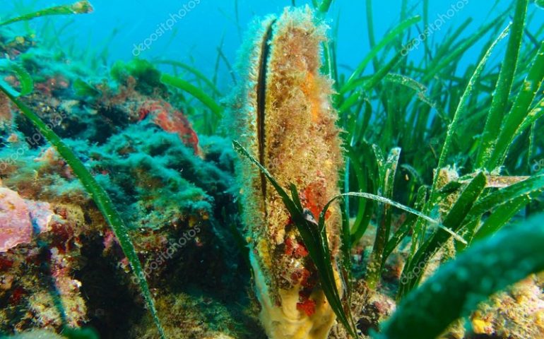 Olbia, sequestrato a un turista in partenza un esemplare di Pinna Nobilis (nacchera)