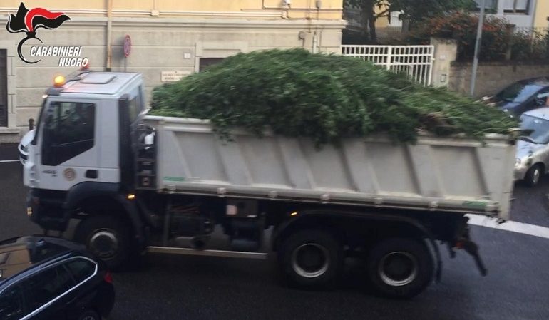 (VIDEO) Azienda dell’illegalità a Ollolai, scoperta maxi piantagione nelle campagne