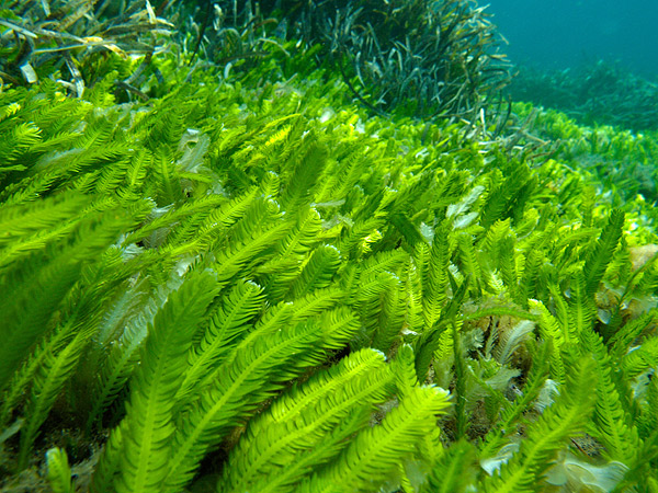 Dall’Università di Cagliari il progetto per coltivare e sfruttare le alghe sarde