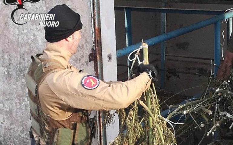 Blitz antidroga: scoperto deposito di marijuana dentro una stazione di pompaggio dell’acqua. In manette tre persone