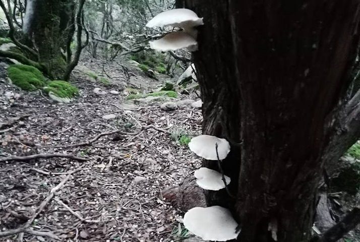 Le foto dei lettori. Autunno di boschi e di funghi in Ogliastra