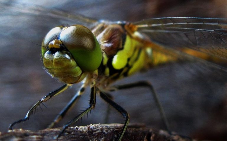 Le foto dei lettori. Inseguendo una libellula in un prato