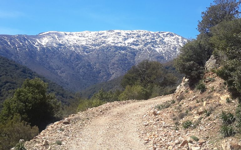 Erbe spontanee della Sardegna, due giornate di studi sul Gennargentu per conoscere i loro benefici