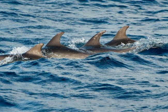 Tortolì, aperte le richieste di risarcimento danni causati dai cetacei. Scadenza domande il 28 febbraio 2019