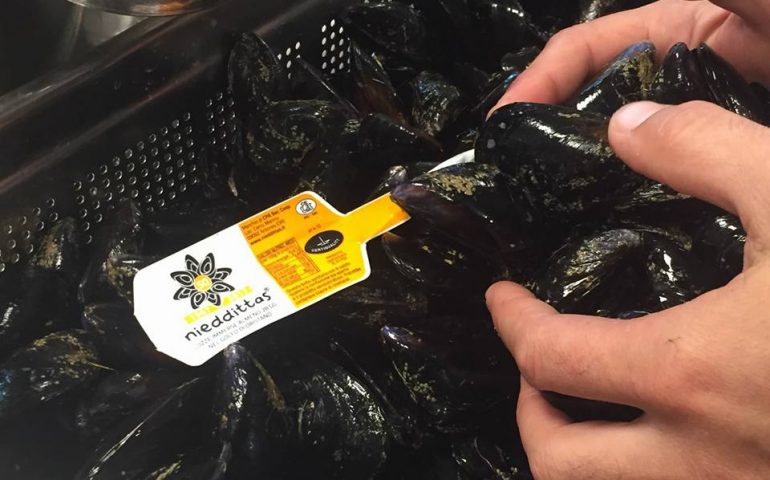 Cozze Nieddittas, Assl Oristano: “Nessuna traccia di vibrione del colera”