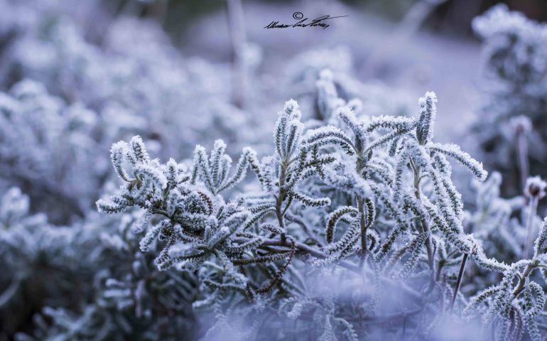 Le foto dei lettori. Ogliastra in total white